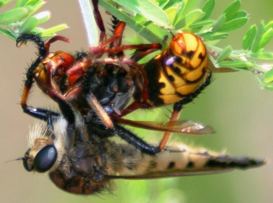 robber fly with hornet duke forest 12 82