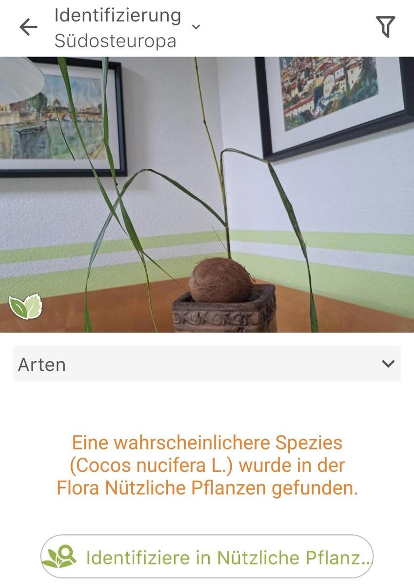 Screenshot 20251026 055738 PlantNet