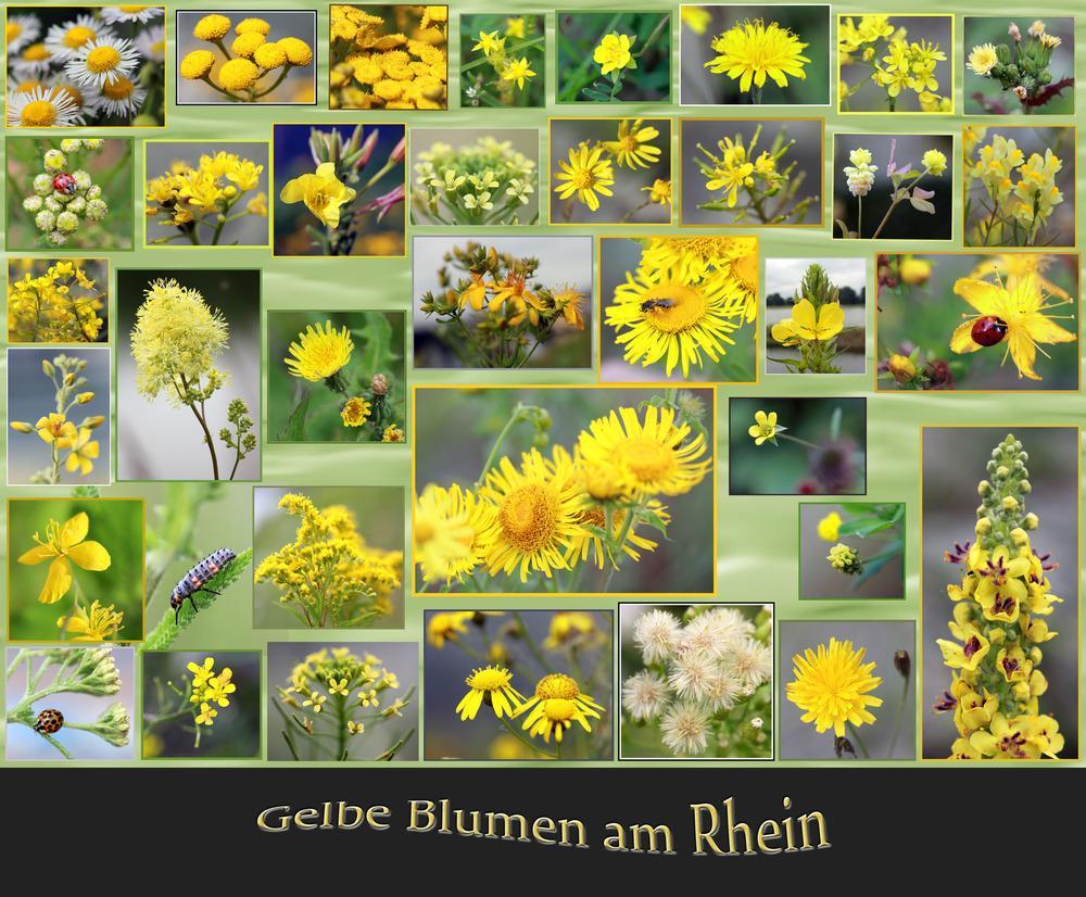 gelbe-blumen-blueten-am-rhein-e47aea74-e