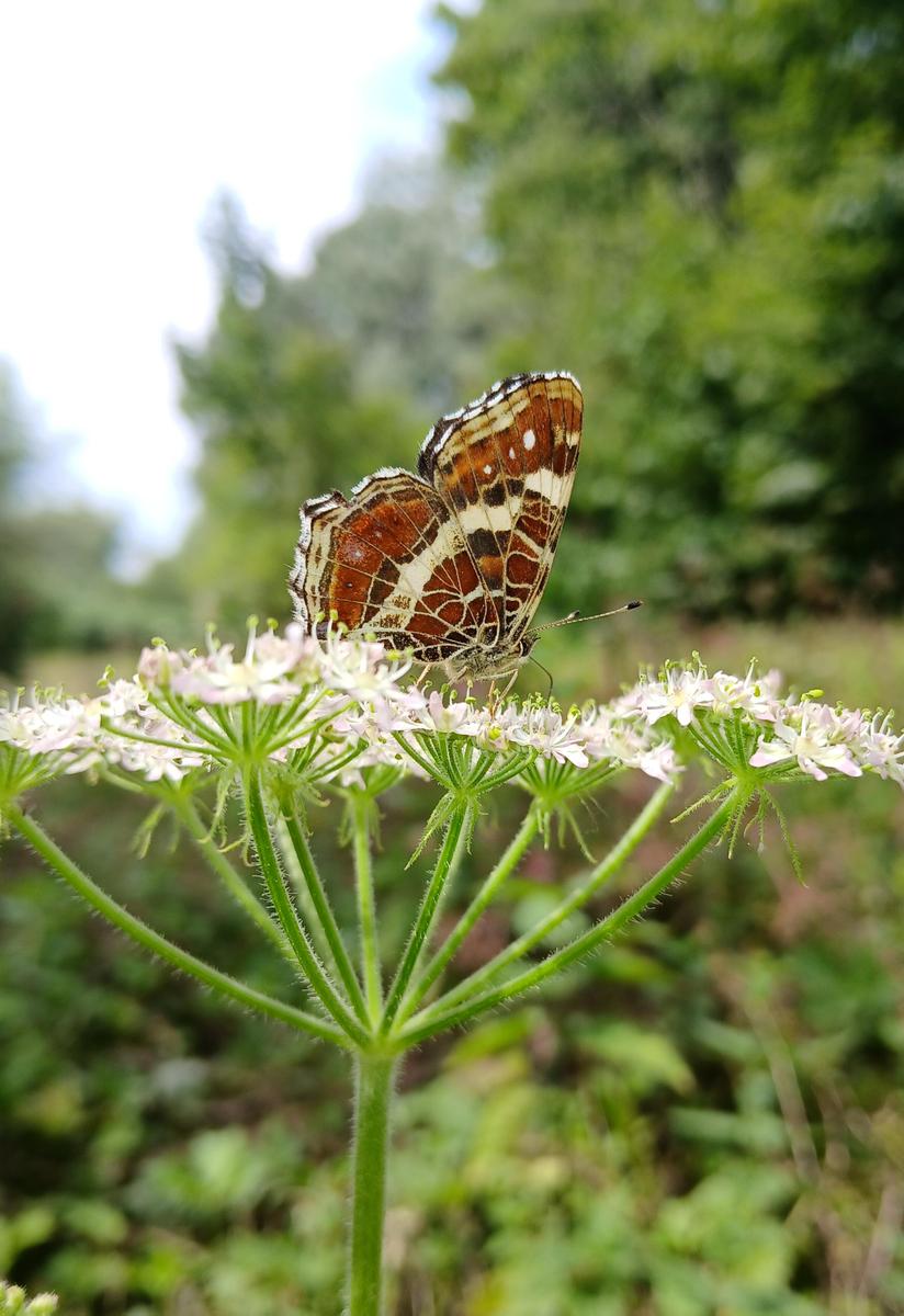 Landkrtchen 20250720