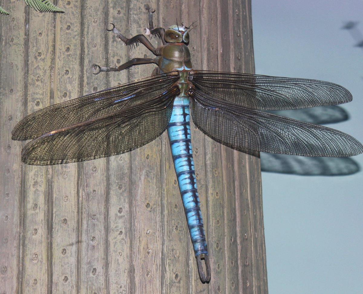 Gfp-giant-dragonfly-meganeura