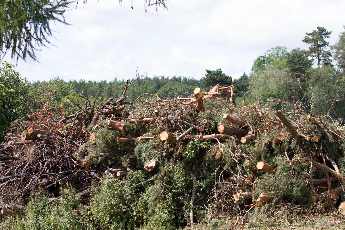 Holzhaufen