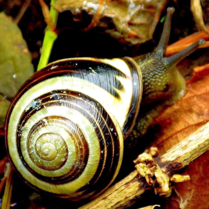 Schnecke 01