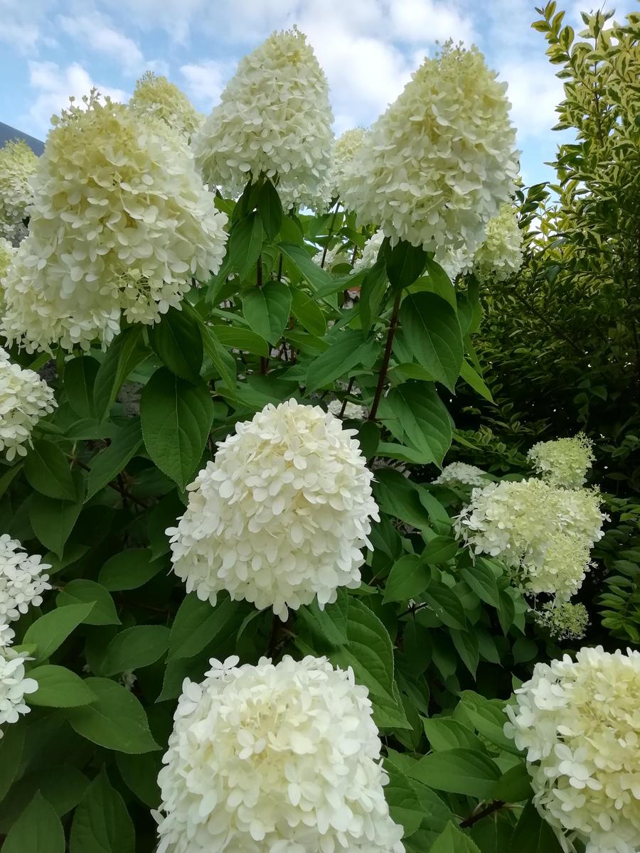 IMG 20250801 191217