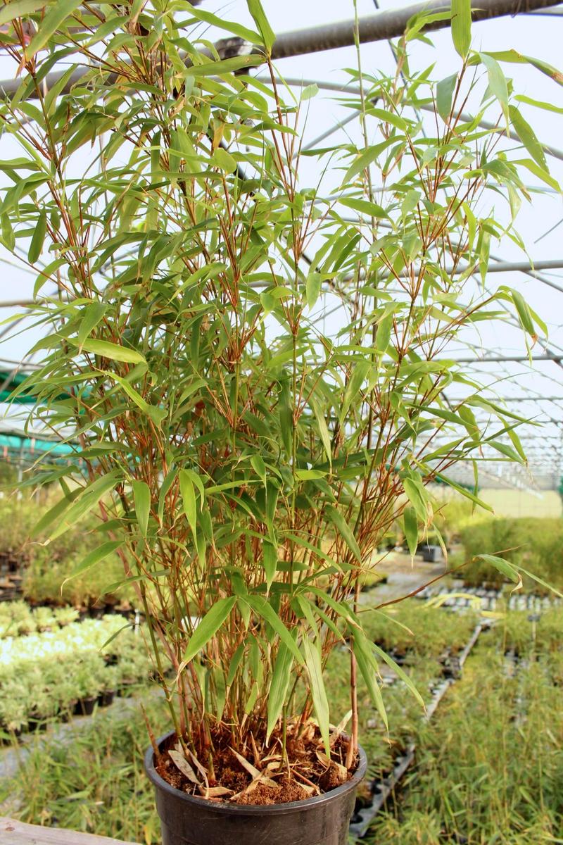 Fargesia rufa