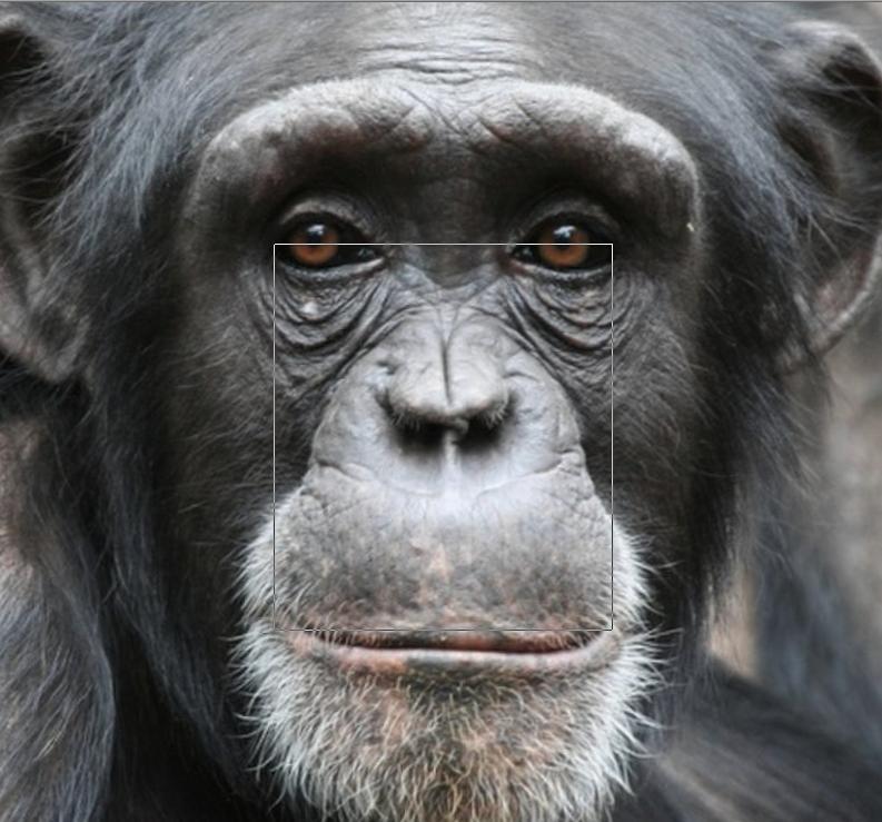 BigfootFaceProporz003Chimp0879