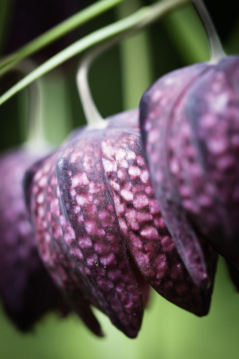 forumKiebitzei Fritilaria meleagris LR-2