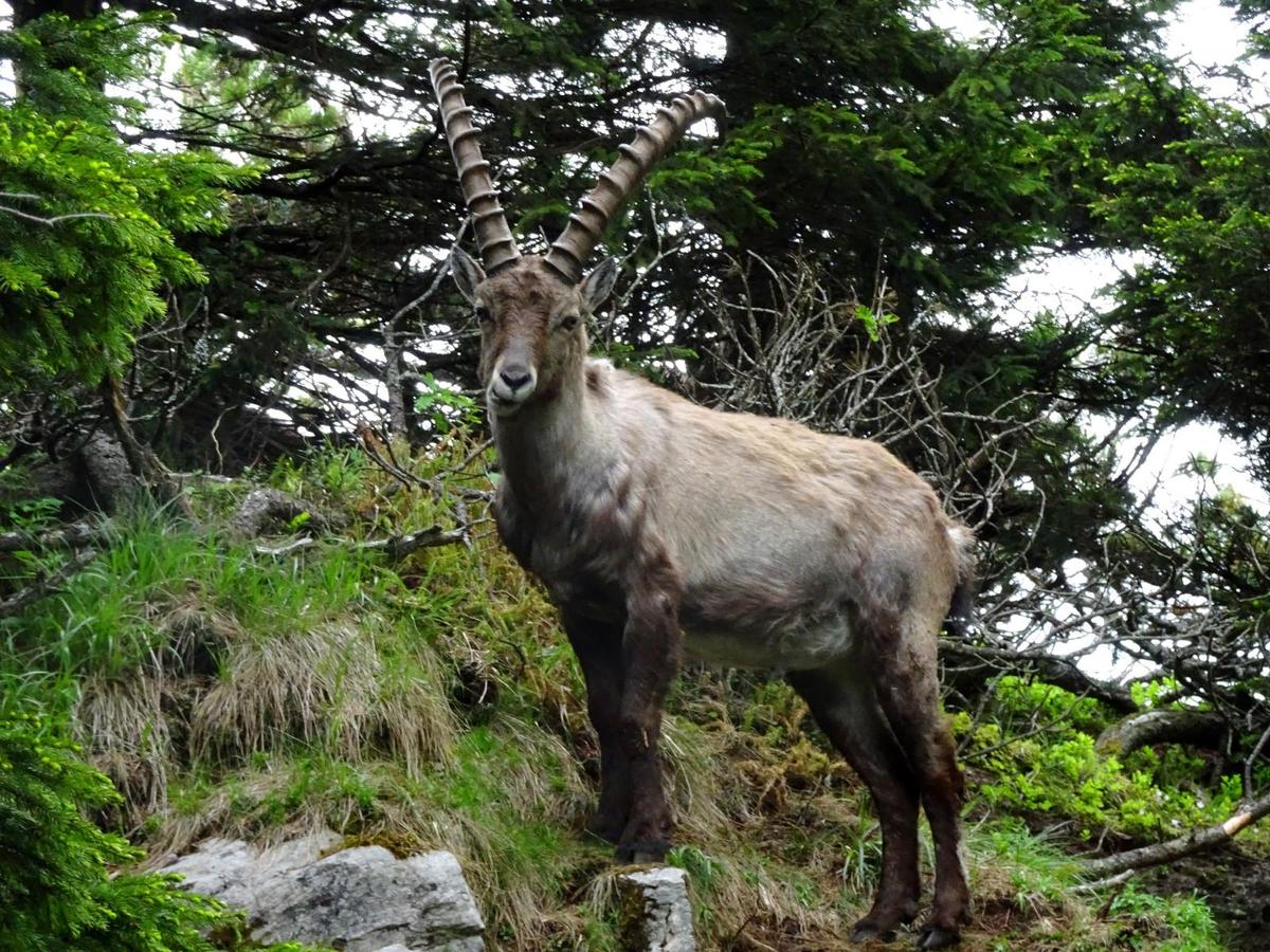 steinbock