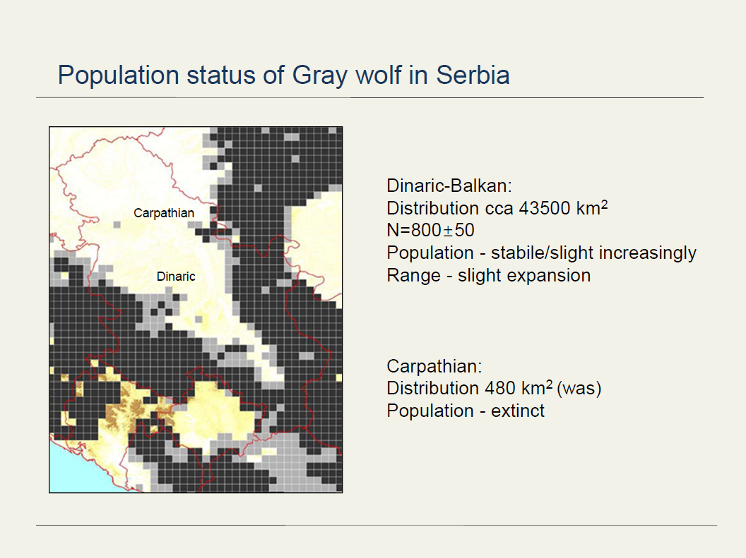 wolves-serbia