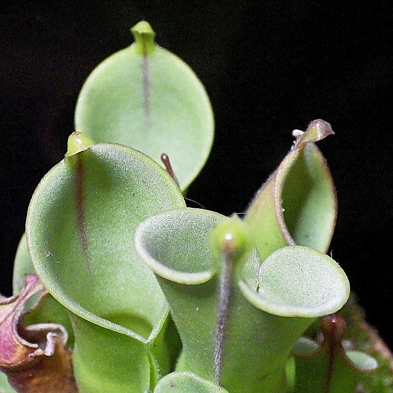  KK 9180 Heliamphora