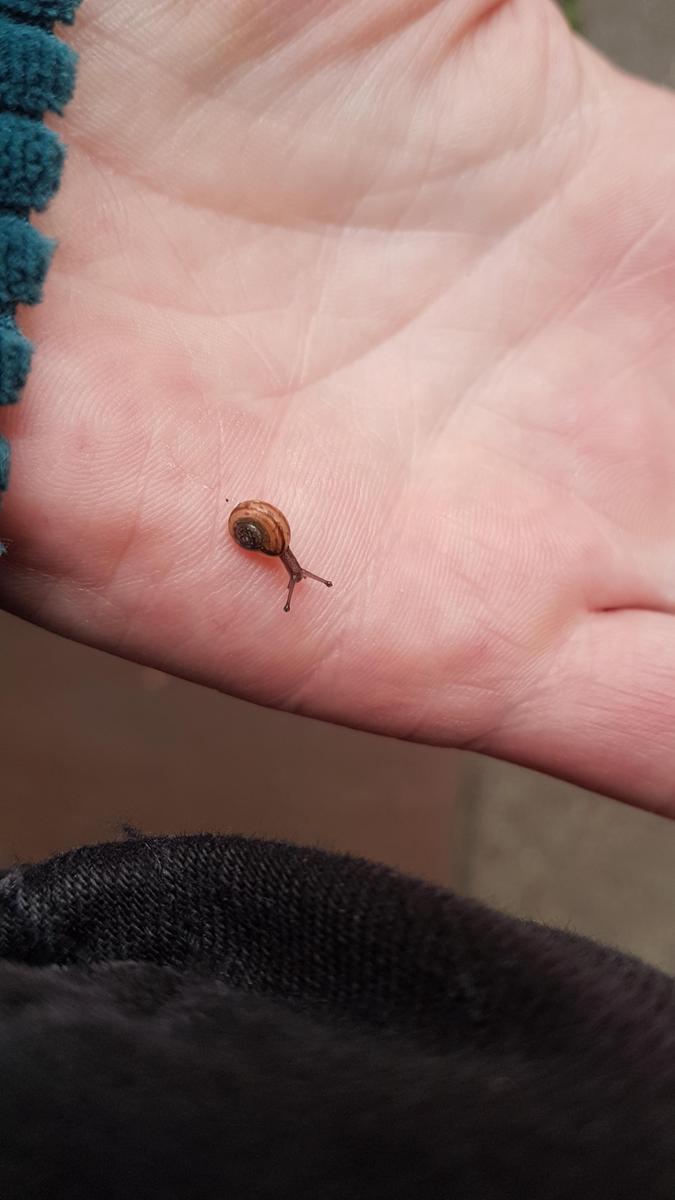 babyschneck auf meiner Hand