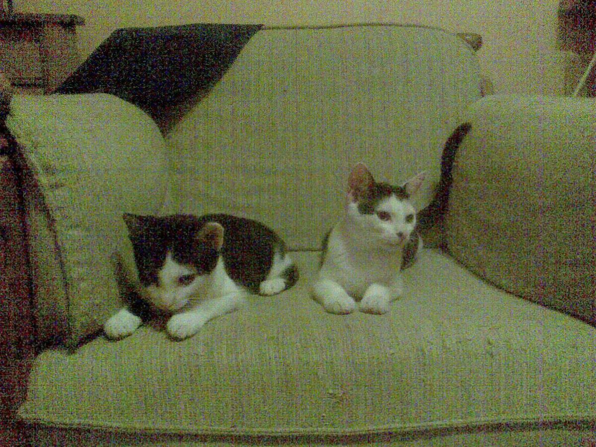 Vincent und Kitty 223