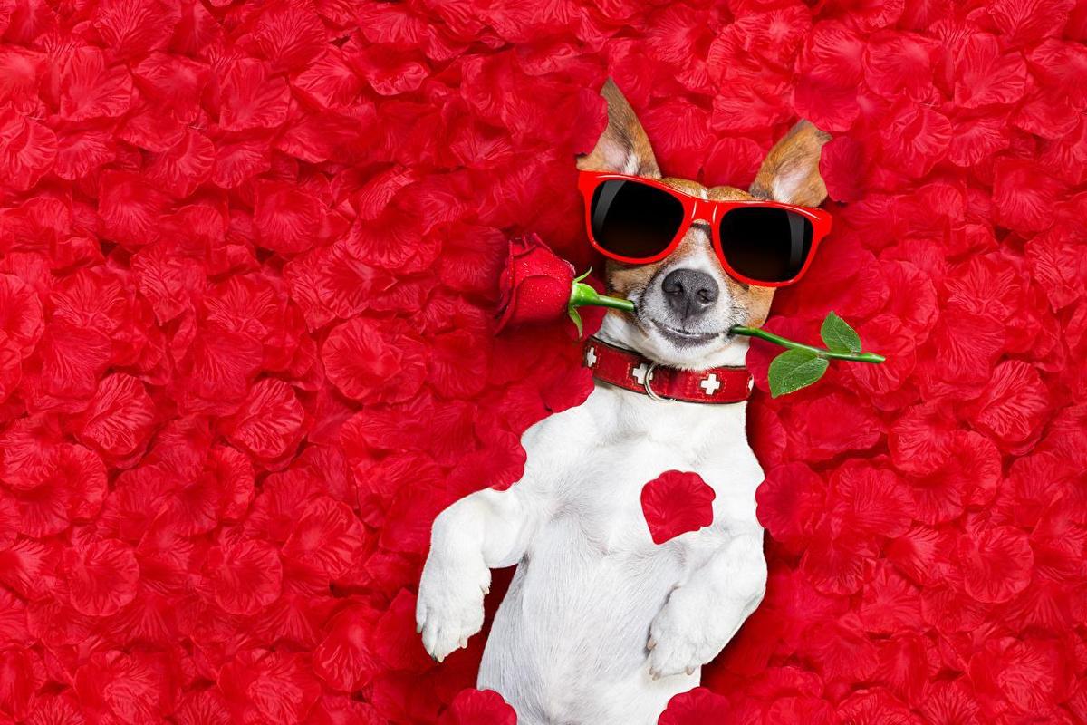 Dogs Roses Jack Russell terrier Glasses 