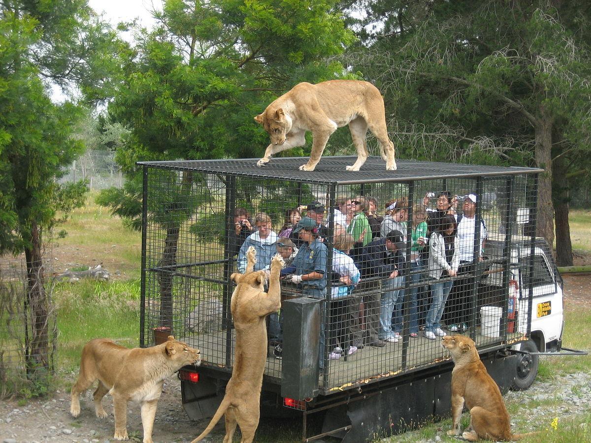 1200px-Orana Wildlife Park feeding lions