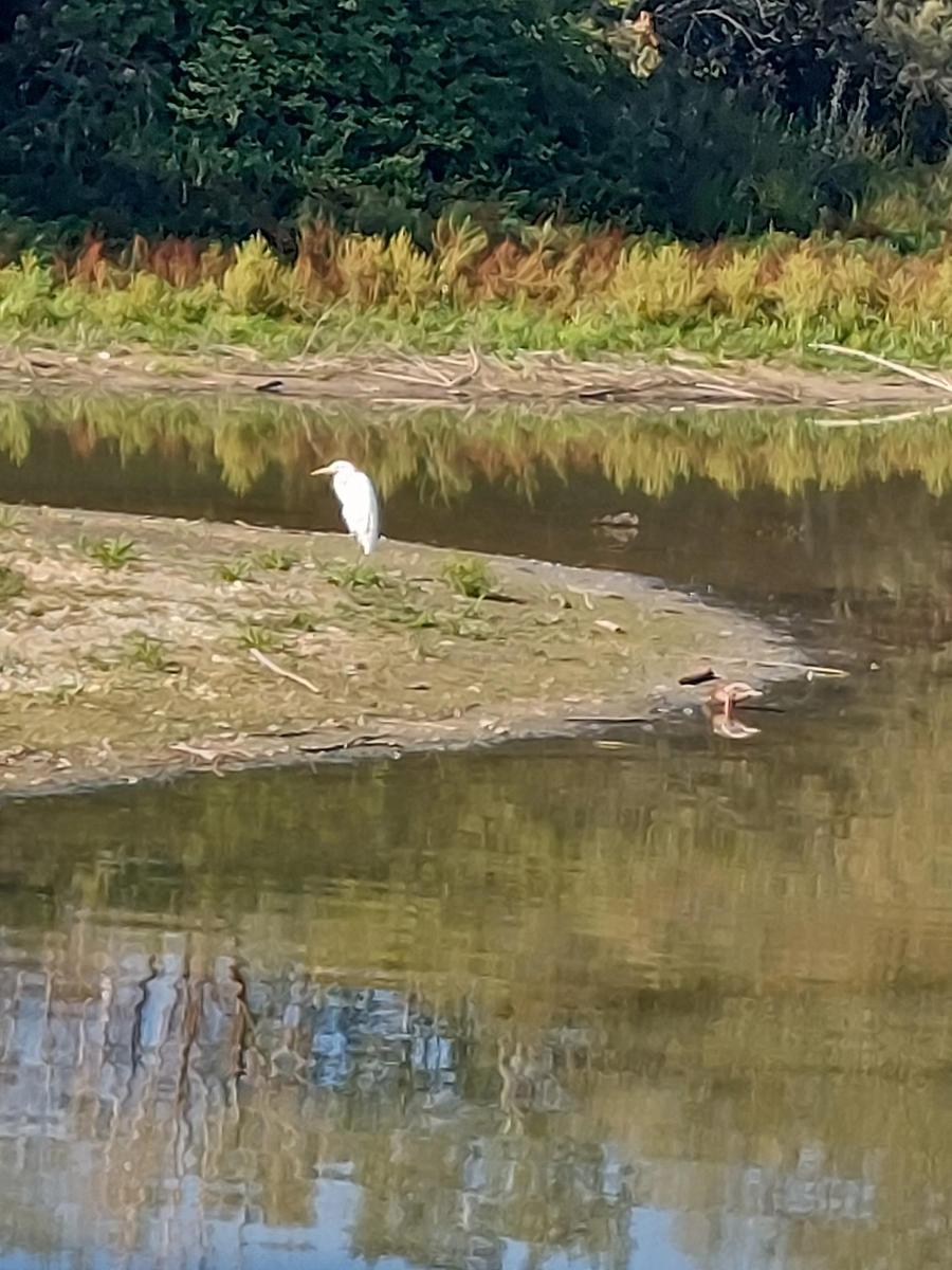 Vogelinsel 10