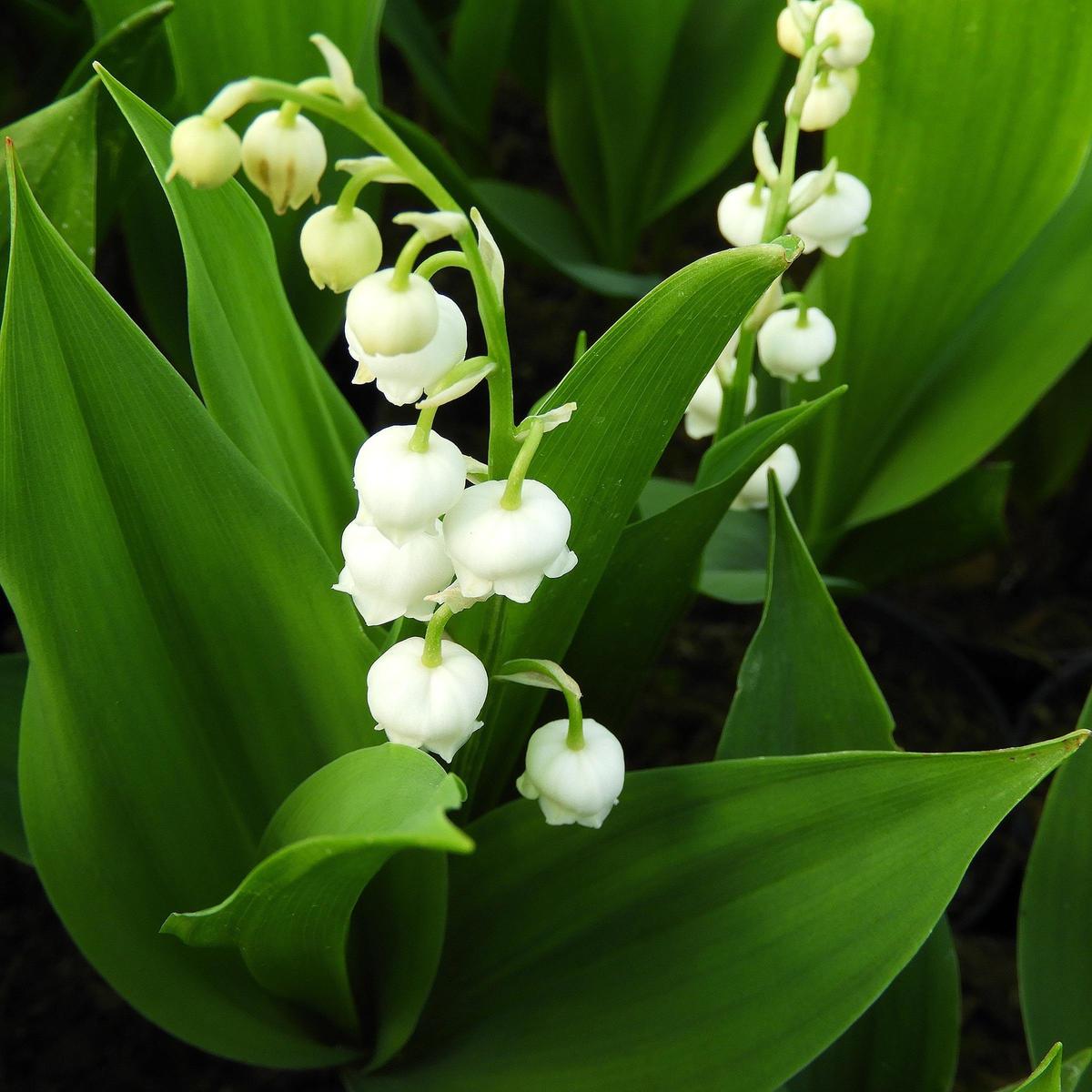 maigloeckchen-convallaria-majalis-1