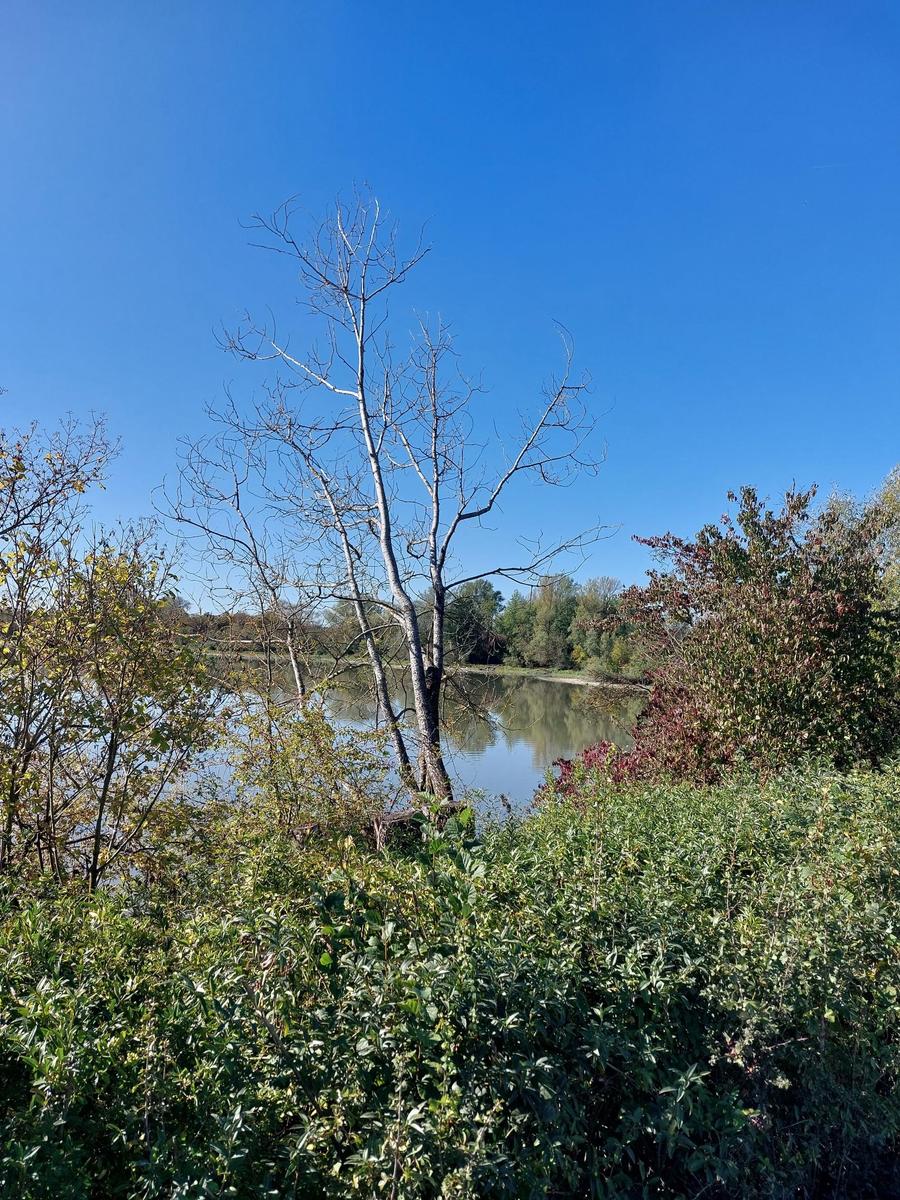 Vogelinsel 4