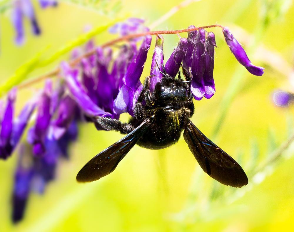 Groe Holzbiene Xylocopa violacea-5