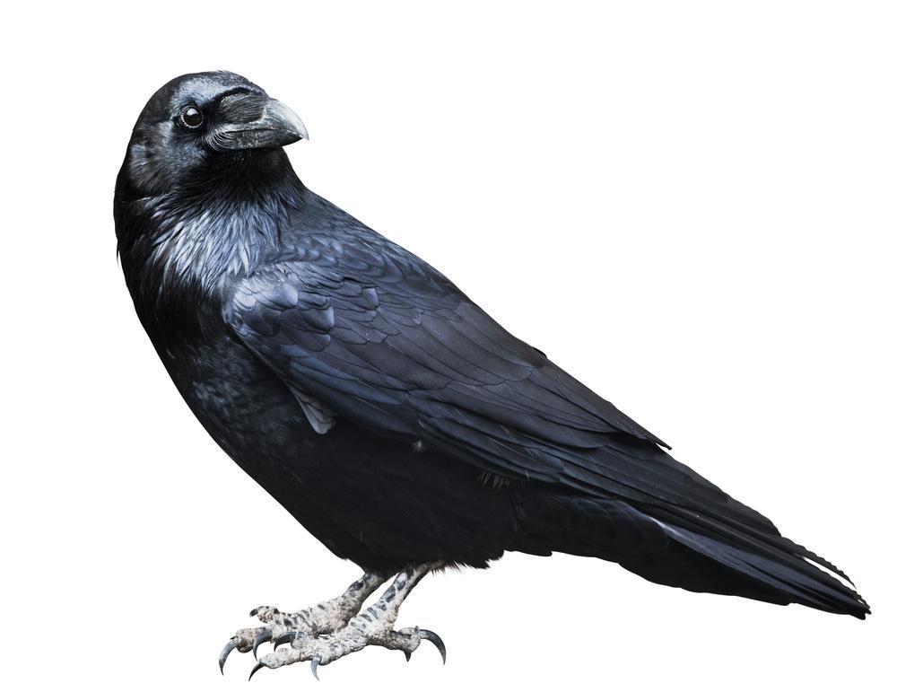 raven 232301572