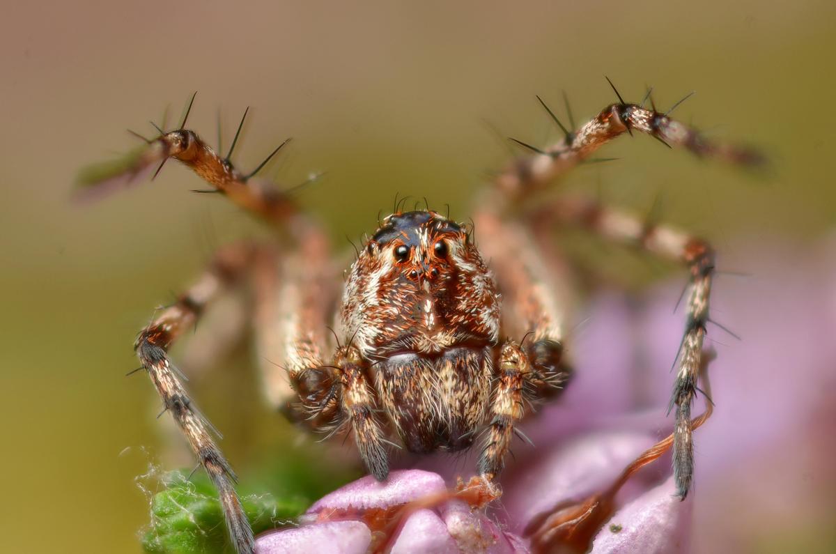 Oxyopes ramosus 6347807305