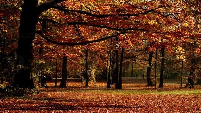 113652-englischer-garten-baum-blatt-herb