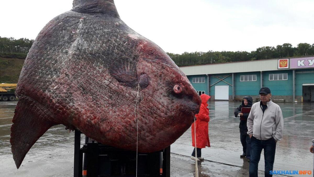 mola mola sakhalin 2