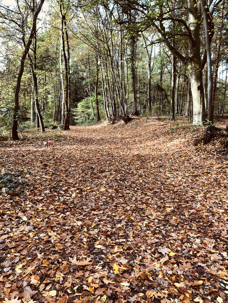 Bildschirmfoto 2019-10-26 um 09.30.24