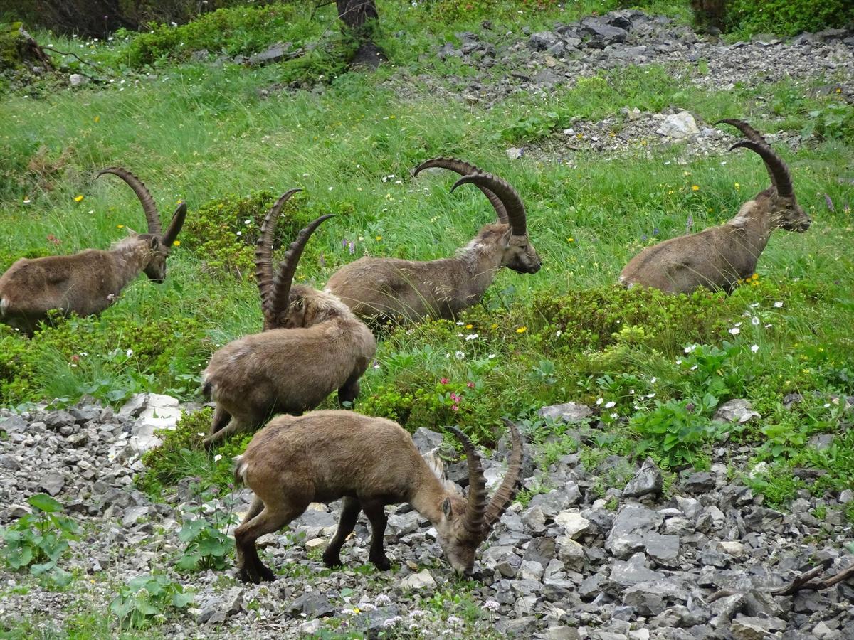 Steinbock2