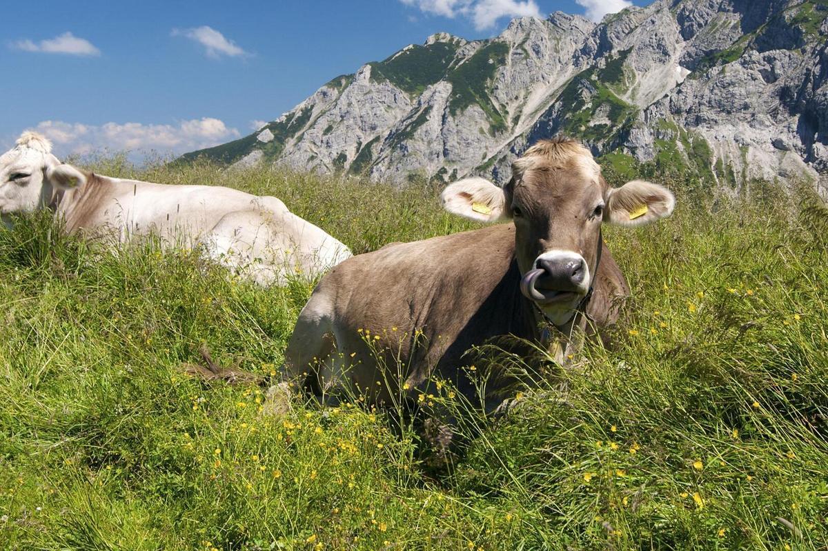 kuh-kuehe-weide-alm-wiese-berge-bayern-a