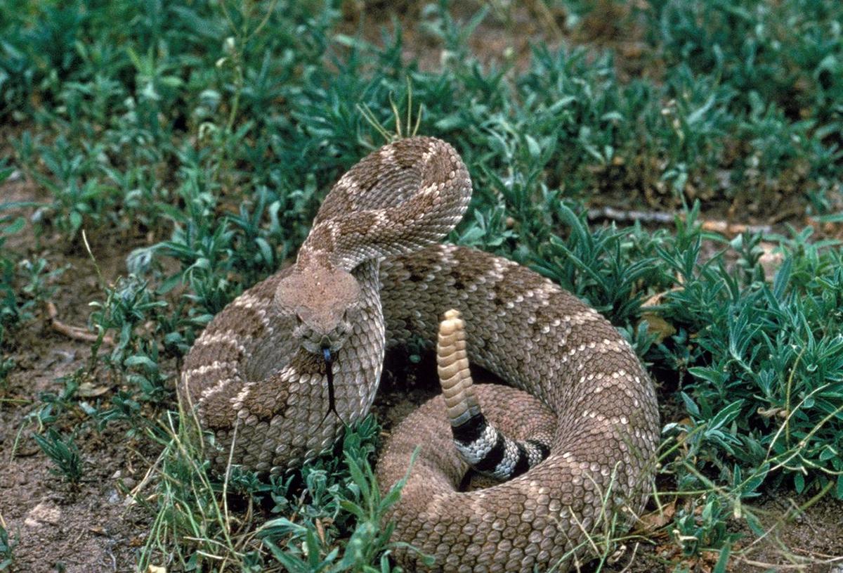 Crotalus atrox USFWS