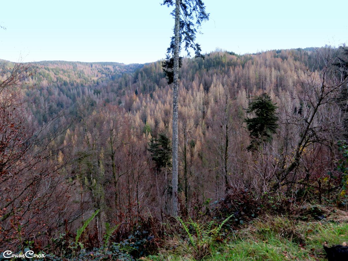 wehratalwaldsterben1