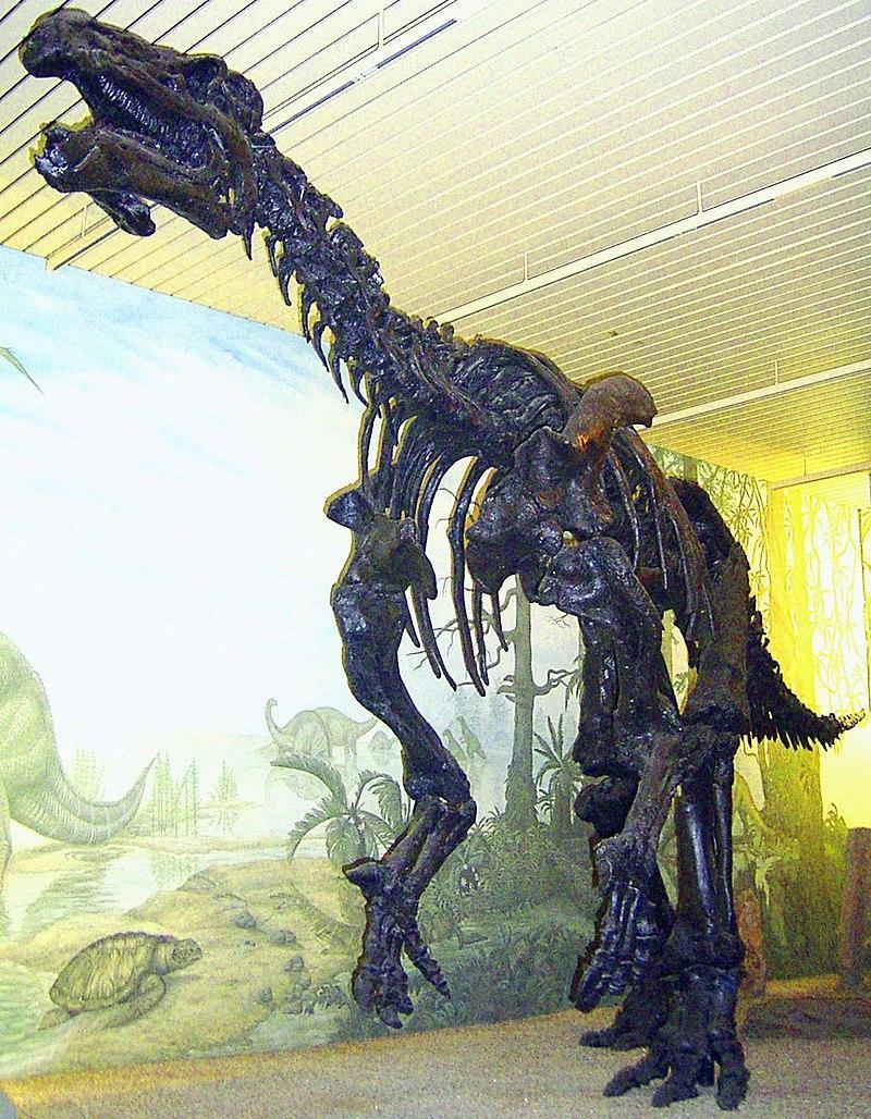 800px-Iguanodon Skelett 2
