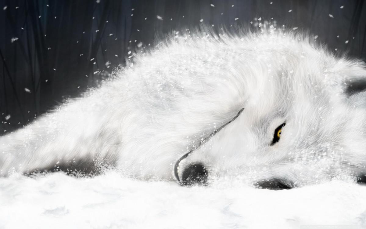 ppS3Rv white fantasy wolf-wallpaper-1680