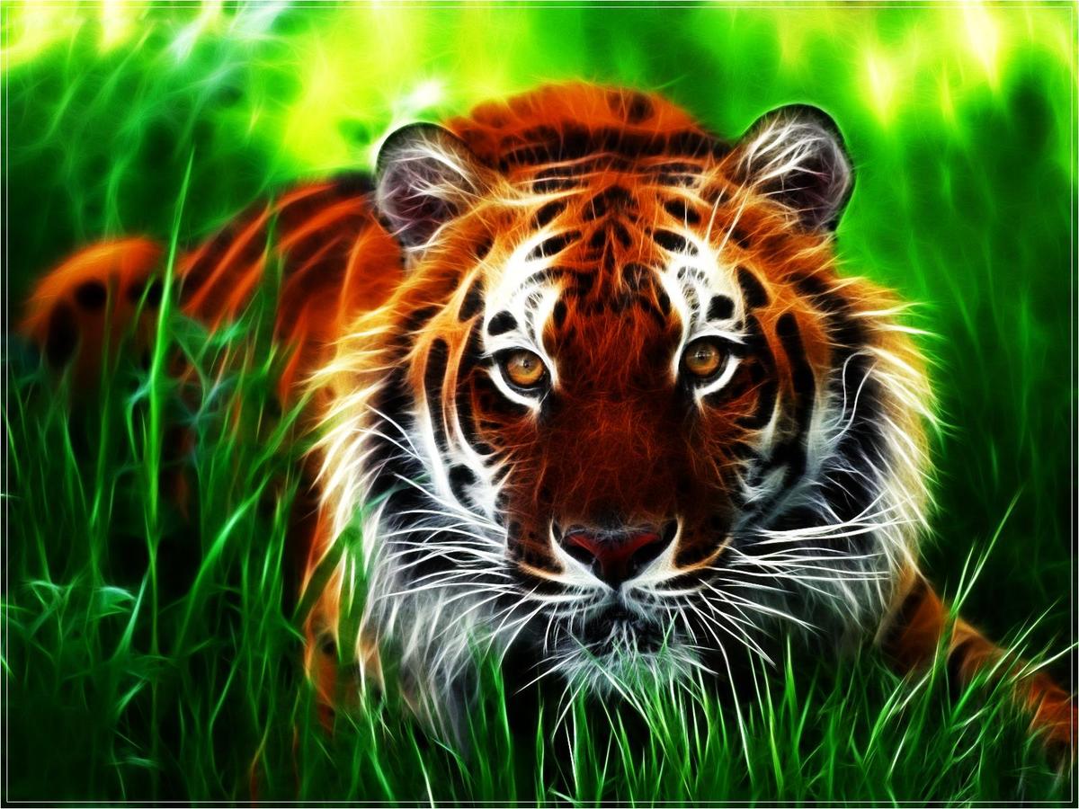 kBkju1 beautiful tiger