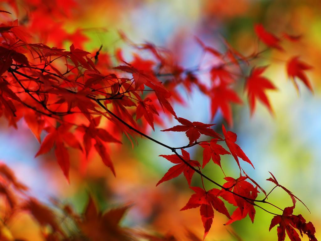 red-autumn-leaves-beautiful