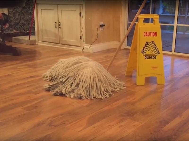 hund-sieht-aus-wie-ein-mop kyoot-animals