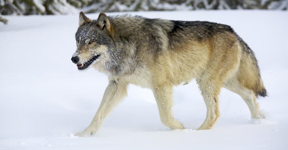 Yellowstone Wolf Photography Tour Photo 