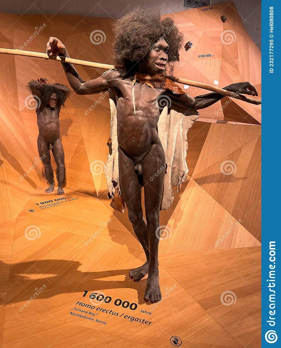 reconstruction-turkana-boy-nariokotome-k