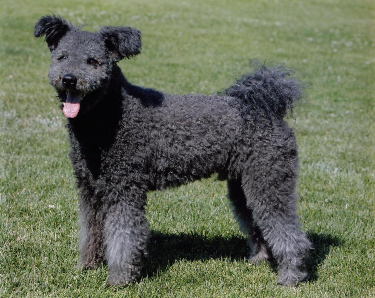 pumi