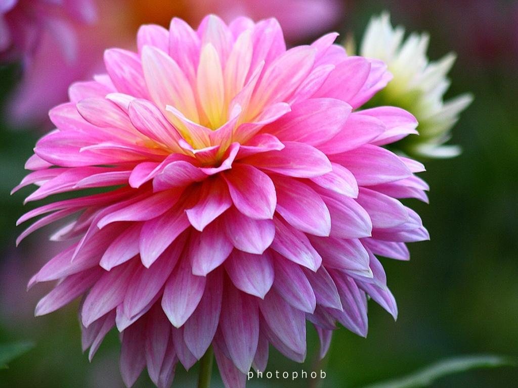 1274434201 1024x768 beautiful-chrysanthe