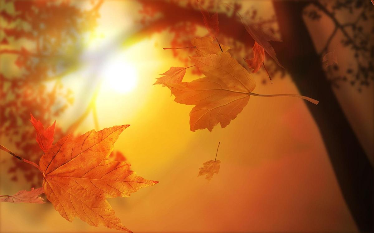 3BDqu9 autumn maple sunset 1920x1200
