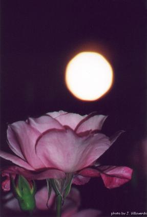 moonlightflowerklein