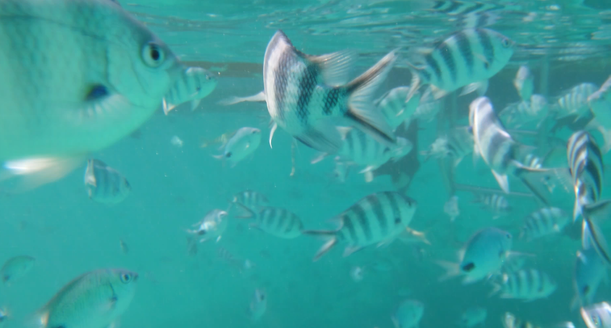fisch2