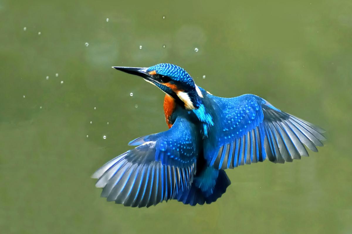 Ein Eisvogel im Schwebflug