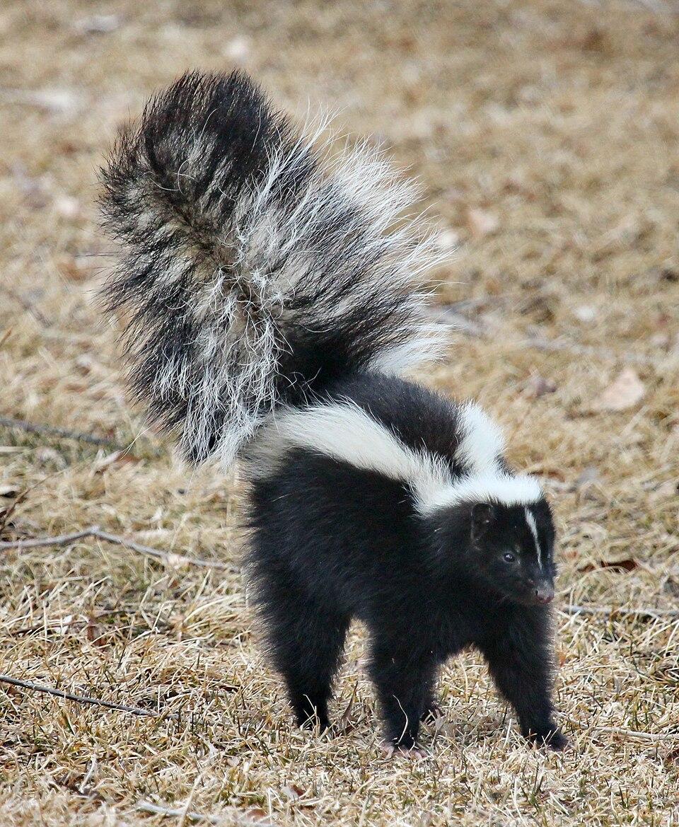 960px-Skunk about to spray