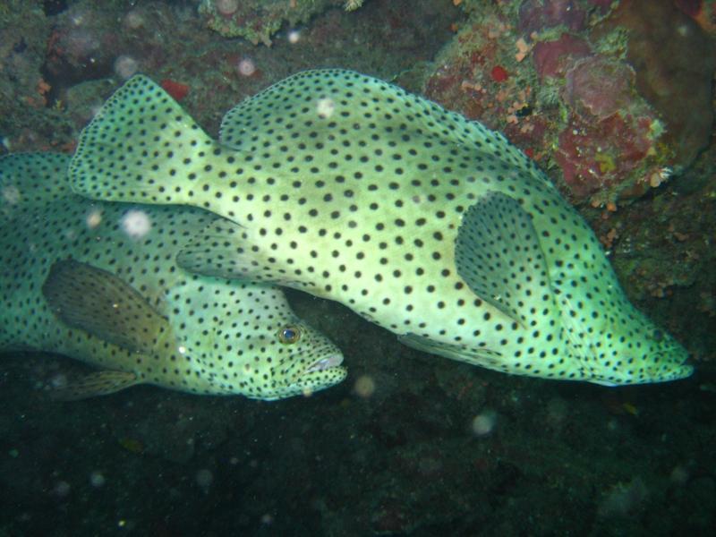 barramundi-cod-cromileptes-altivelis-sea