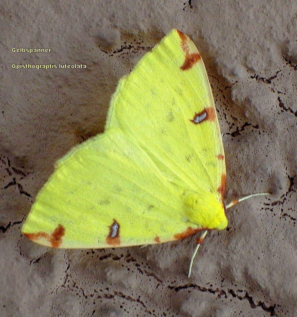 Gelbspanner - Opisthograptis luteolata 0