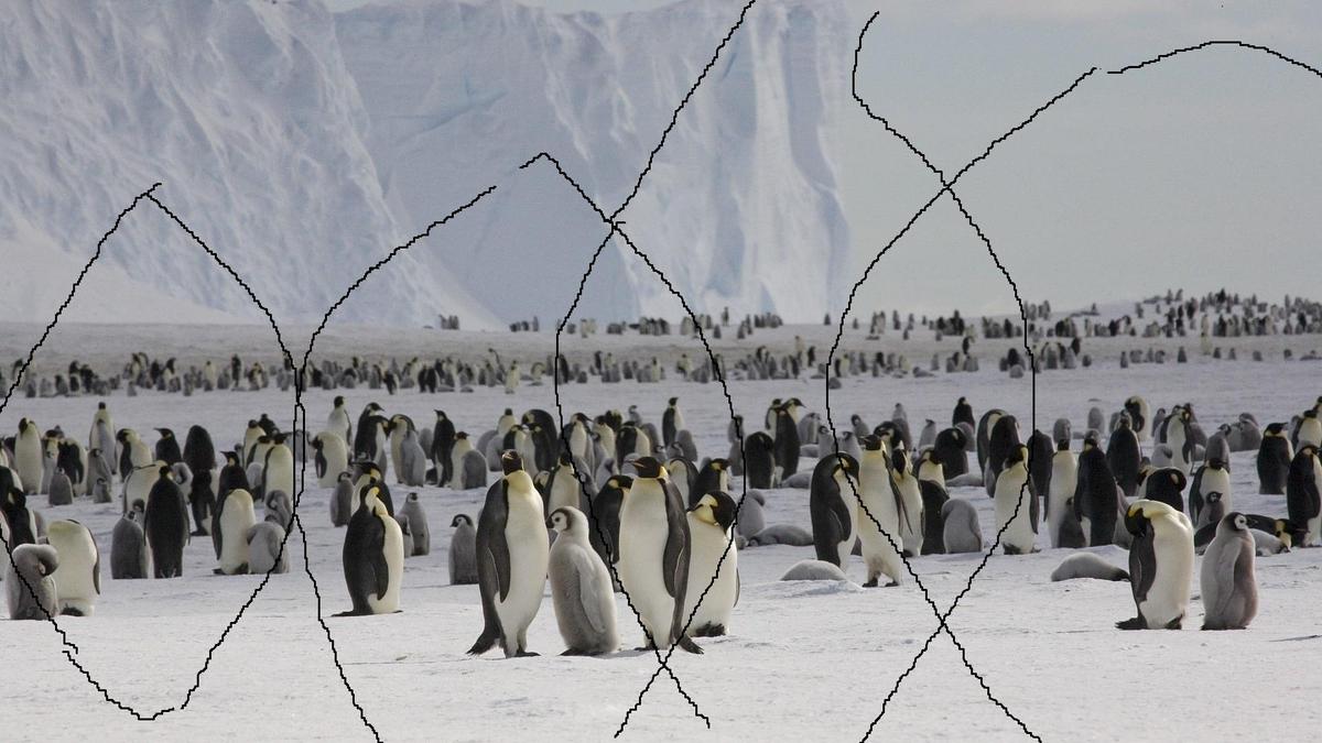 Emperor penguins on the sea ice close to