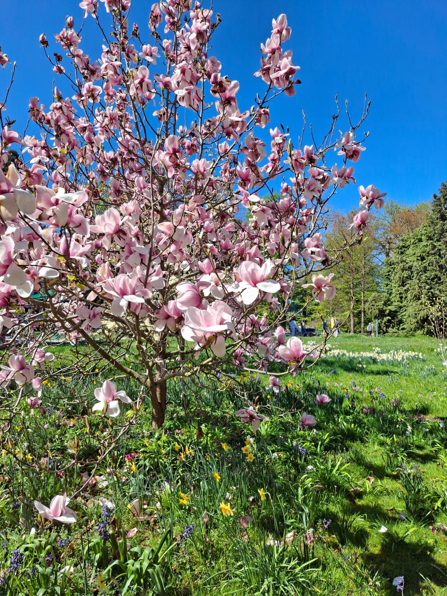 Palmengarten 079