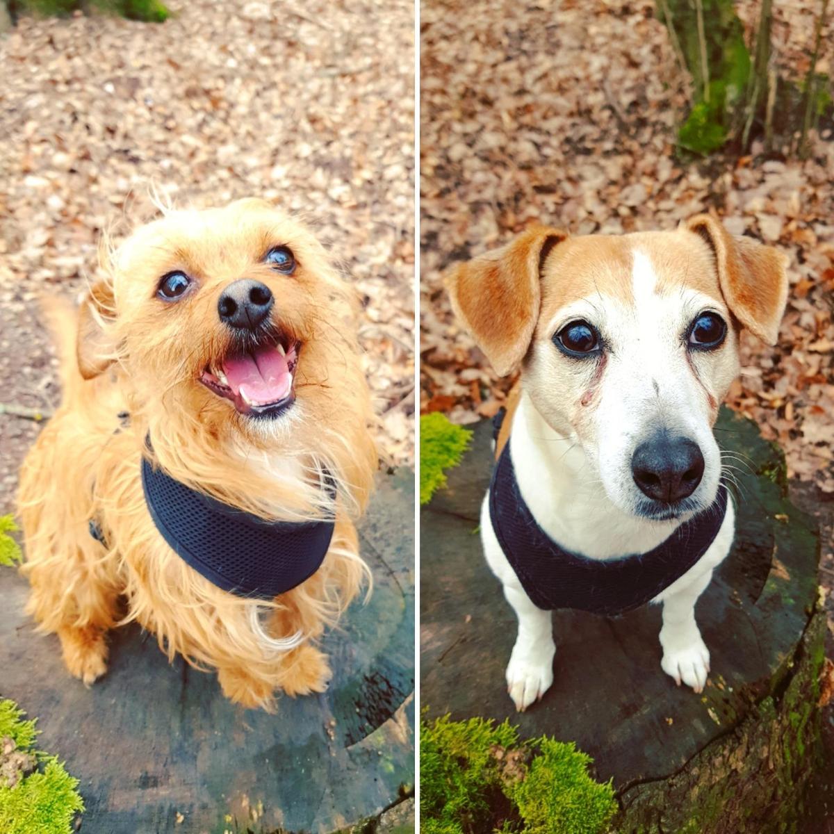 Hunde (Seite 761) Allmystery